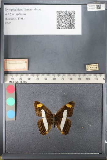 Media type: image;   Entomology 145309